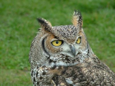 WHAT A HOOT