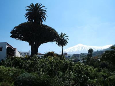 Dragon tree with Teide in the background