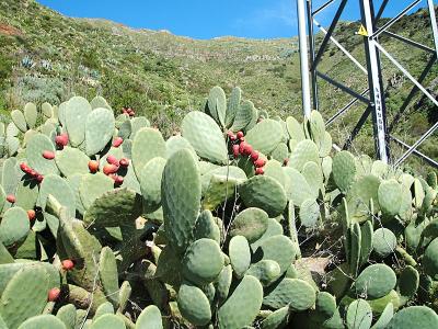 prickly pears and a power line stantion