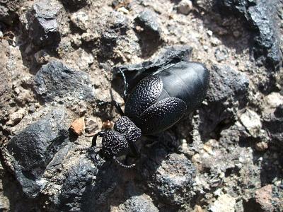 blister beetle, Los Carrizales