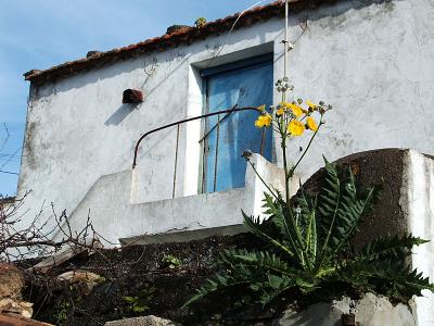 house, enormous dandelion-like thistle, El Palmar