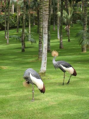 cranes on the grounds