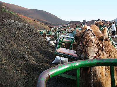 Camels about to take us on a short ride