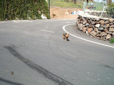 dog in road! dog in road!