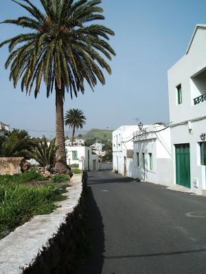 town scene with date palms