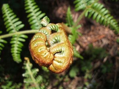 fiddlehead fern