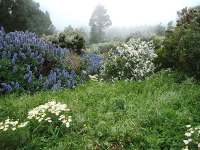 tree heath, viper's bugloss, mist, Benchijigua trail