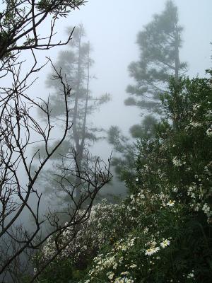 pines in the mist, Benchijigua trail