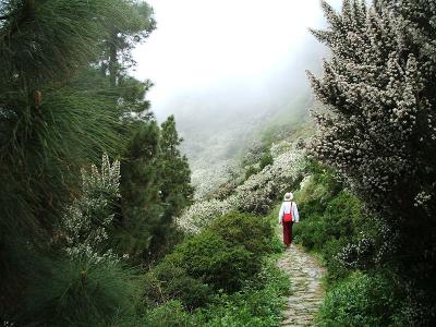 on the Benchijigua trail