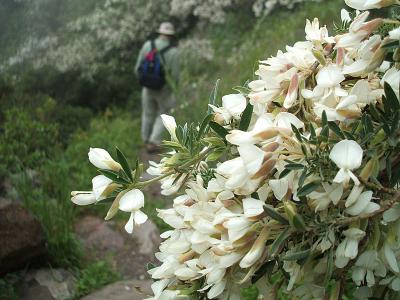 flowering bush