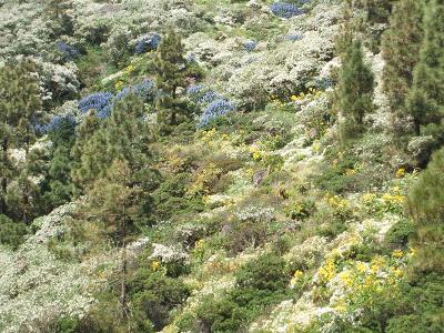 bugloss patches on the hillside, Benchijigua
