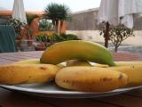 ripe bananas that grew ten meters away