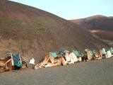 Camels at rest