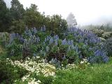 tree heath, vipers bugloss, mist, Benchijigua trail