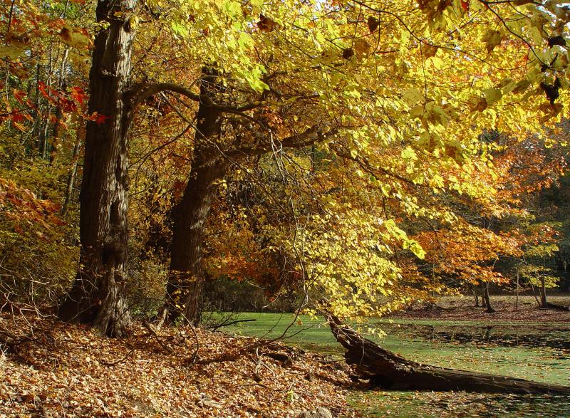 Old Westbury Gardens