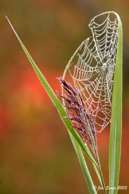 Spider Web in Swamp