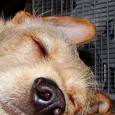 10/26/2003 Napping in front of the fan AHHHH