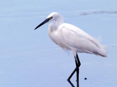 Little Egret at Parit Jawa