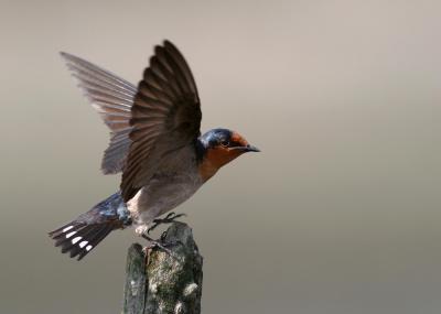Pacific Swallow