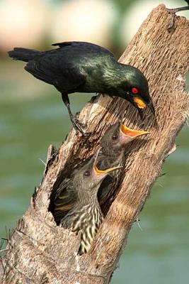 Asian Glossy Starlings