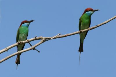 Blue throated bee eaters