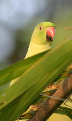 Long tailed Parakeet (Eco)