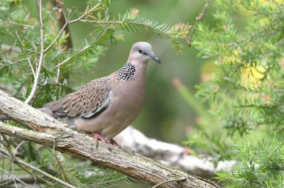 spotted neck pigeon