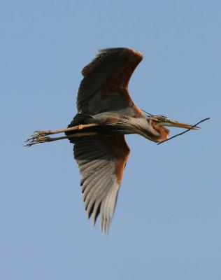 Purple Heron with twig for nesting