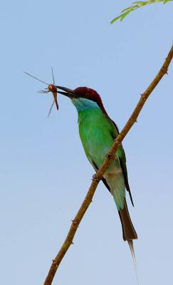 Blue thorated bee eater