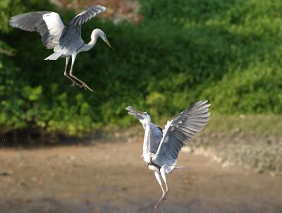 Grey Herons frozen action