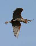 Purple Heron with twig for nesting