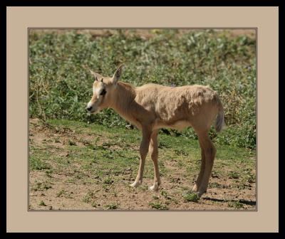 Arabian Oryx Kid, Nearly New Born