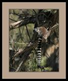 Lemur #1