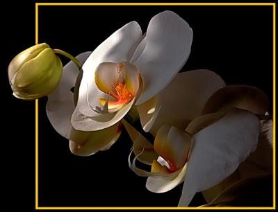u34/jlm/medium/33158853.orchidcadre2_filtered.jpg