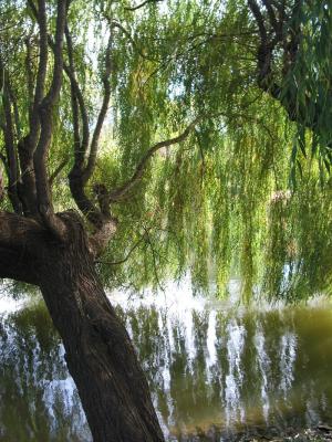 u34/jmac/medium/22614971.undertheweepingwillowtree.jpg
