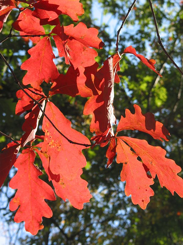 Oak Leaves on Fire