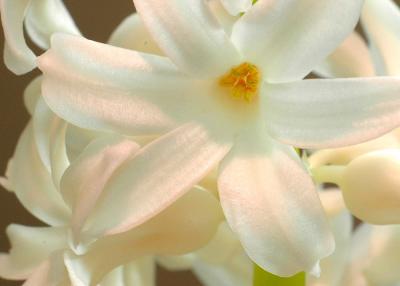 White hyacinth 3
