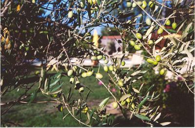 u34/joanel/medium/22462170.Olivetree.jpg