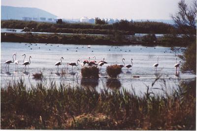 u34/joanel/medium/22463902.Flamingoesnearairport.jpg