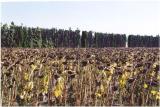 Sunflower field past its prime.jpg