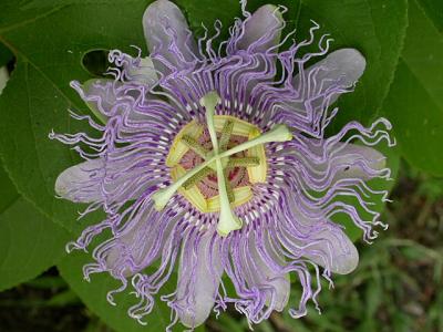 Libby's Passion Flower
