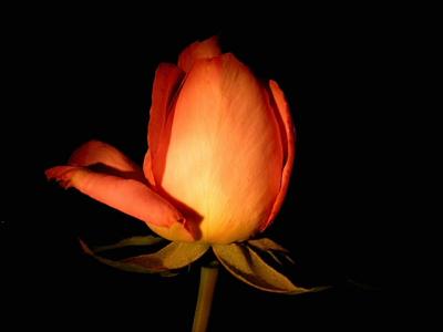 Little Peach Rose