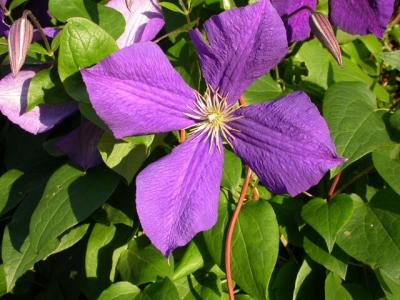 Clematis