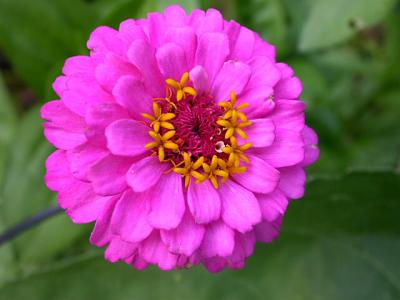 u34/joellent/medium/22672548.Pretty.jpg