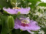 Passion Flower