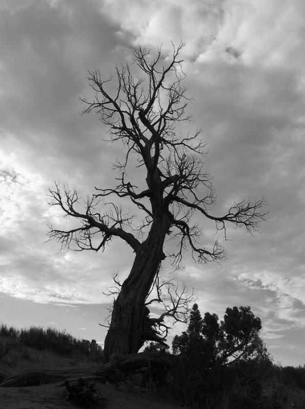 20010630 -- 2878.jpg  Canon G1  --  Monument Valley Tree, Utah