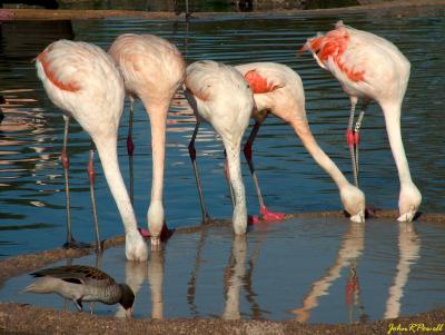 Flamingos.