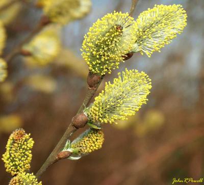 Pussy Willow.