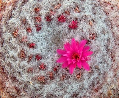 Cactus flower.