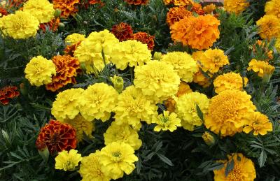 French Marigolds.
